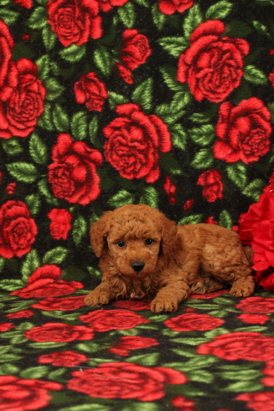 puppy, for, sale, Mini Poodle, Matthew B. Stoltzfus, dog, breeder, Gap, PA, dog-breeder, puppy-for-sale, forsale, nearby, find, puppyfind, locator, puppylocator, aca